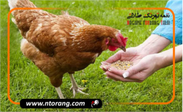 بهترین تغذیه مرغ گوشتی